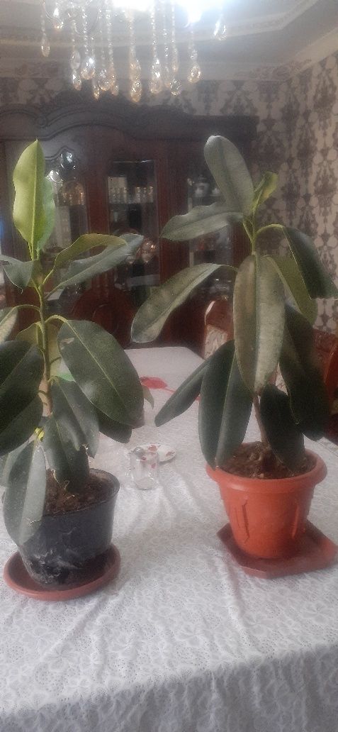 Декоративные цветы для дома и офиса. Ofis uchun Gullar.