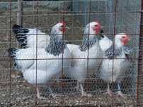 Gaina Sussex Herminat Deschis