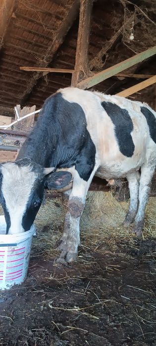 Vând viței de tăiat 20kg