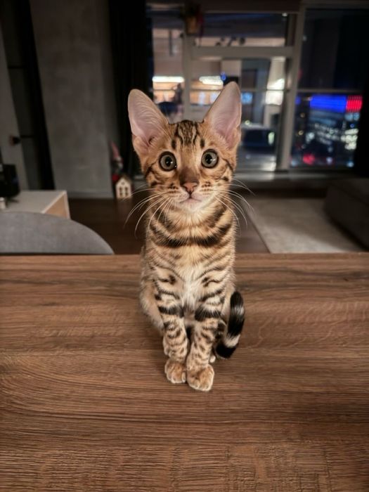 Бенгальский котенок