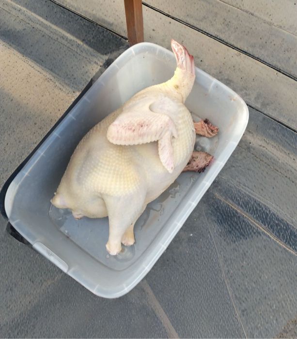 Индюк ети сатылады тушкилеп 5 шт бар бронь жасаса болады халал