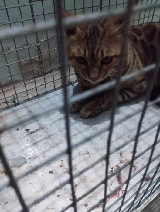 Продаётся бенгальская кошка