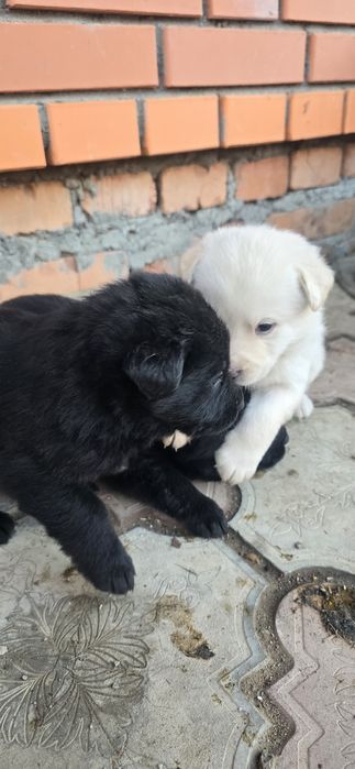 Лабрадор бесплатно