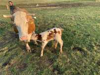 Vaca baltata romaneasca