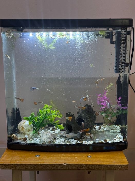 Аквариум 40 литров с рыбками оборудован