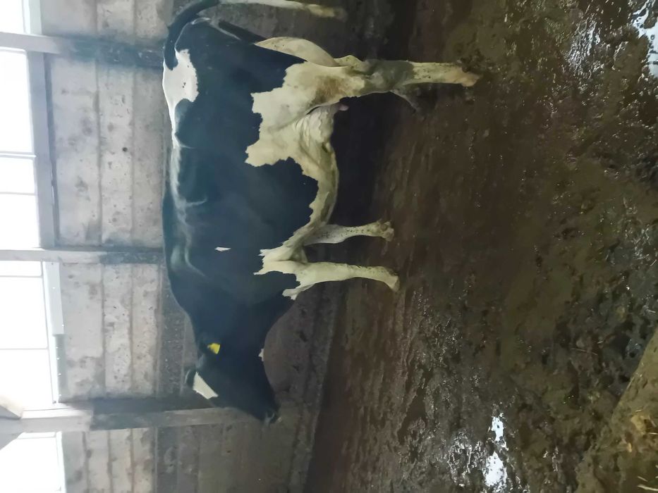 Vand vaci de lapte  2500 eur