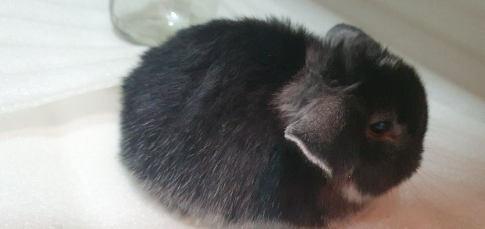 Karlik baran/ карликовые кролики