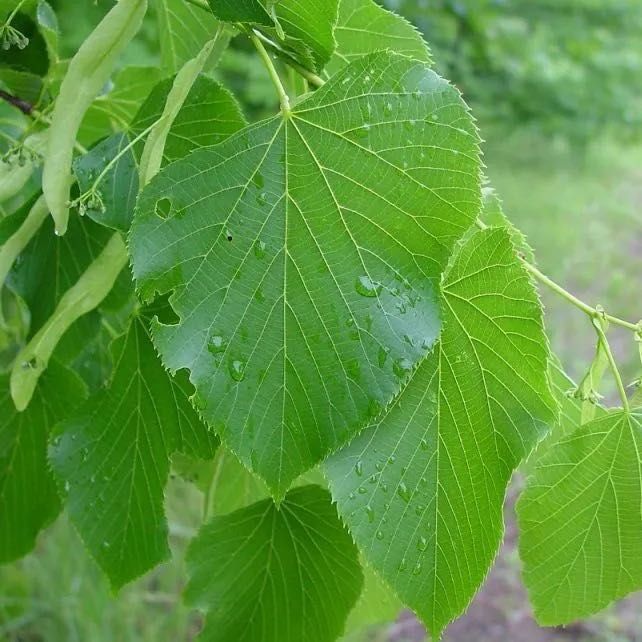 Transformă-ți Curtea cu Tei Decorativ – Rapid și Profesionist!