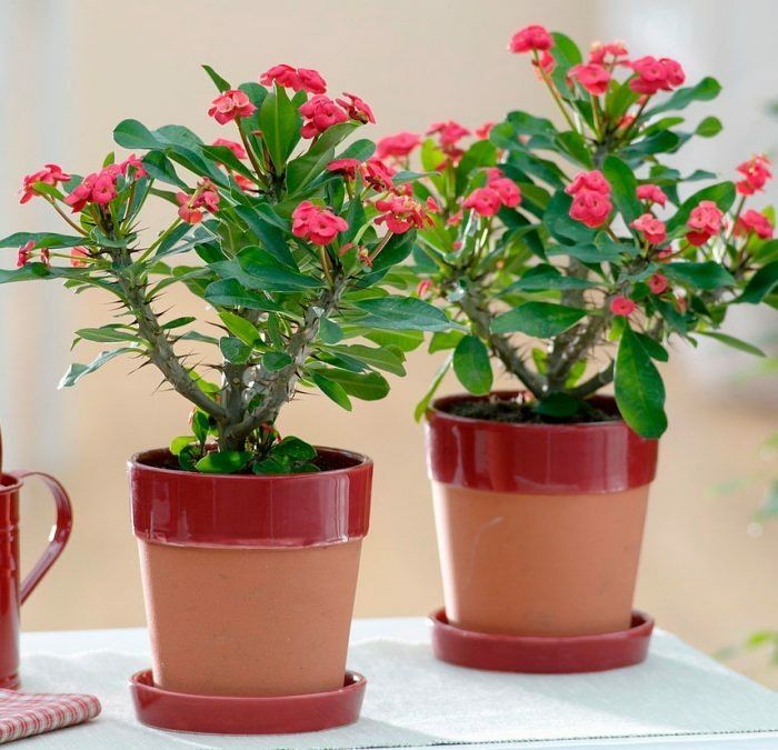 Молочай Миля обмен