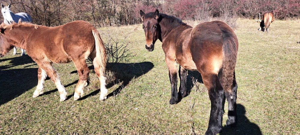 Manji armasari fratii !!