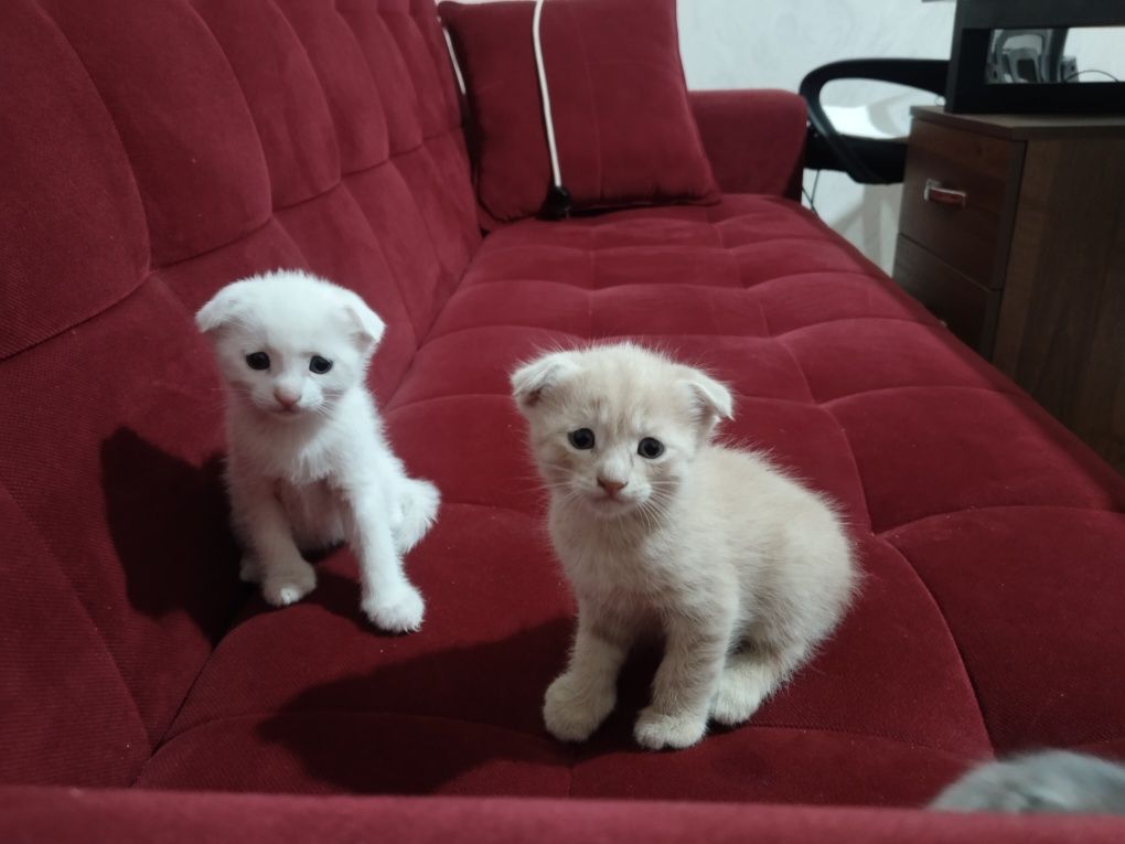 Котята, шотландские вислоухие