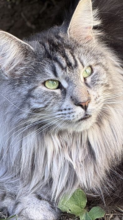 Felisa acreditata Maine Coon - Pedigree