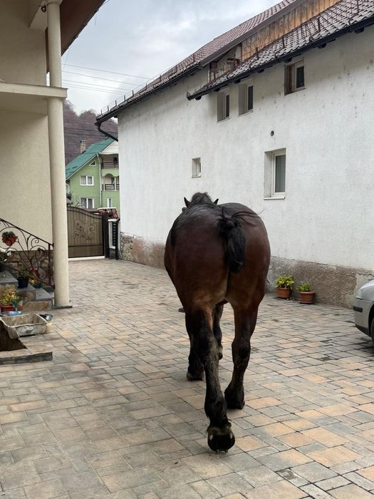 Vând cal de 5 anii  analtime 180 la hreban mai multe detalii  an priva