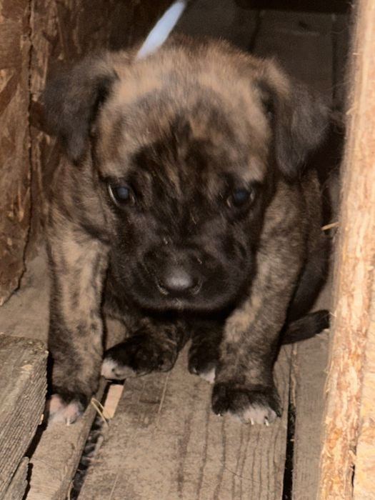 Oferim spre adopție 8 pui de căței