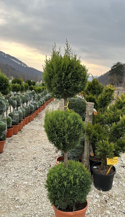 Mestecan alb plante ornamentale de orice specie pret minim