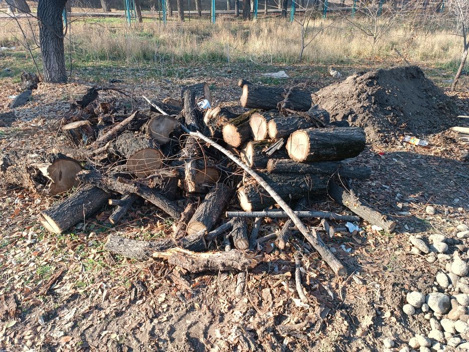 Дрова даром карагач