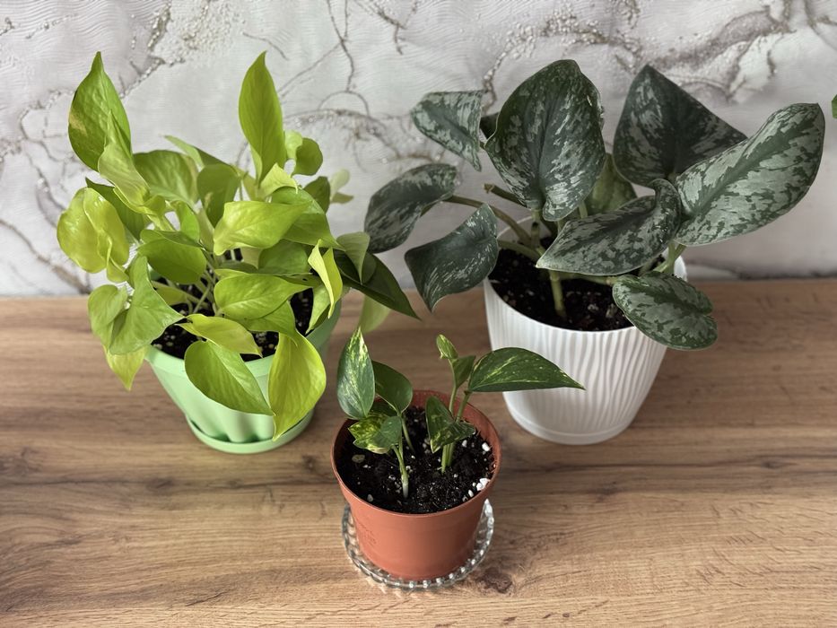 сциндапсус. Комнатные растения. Домашние цветы