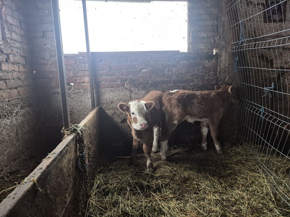 Vând oi viței Bălțata Românească