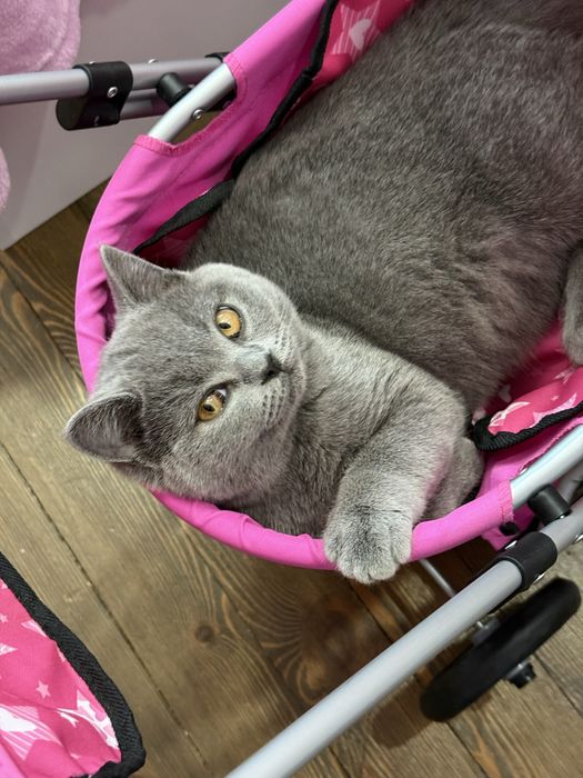 Чистокръвно британско момче на 5 месеца с родословие