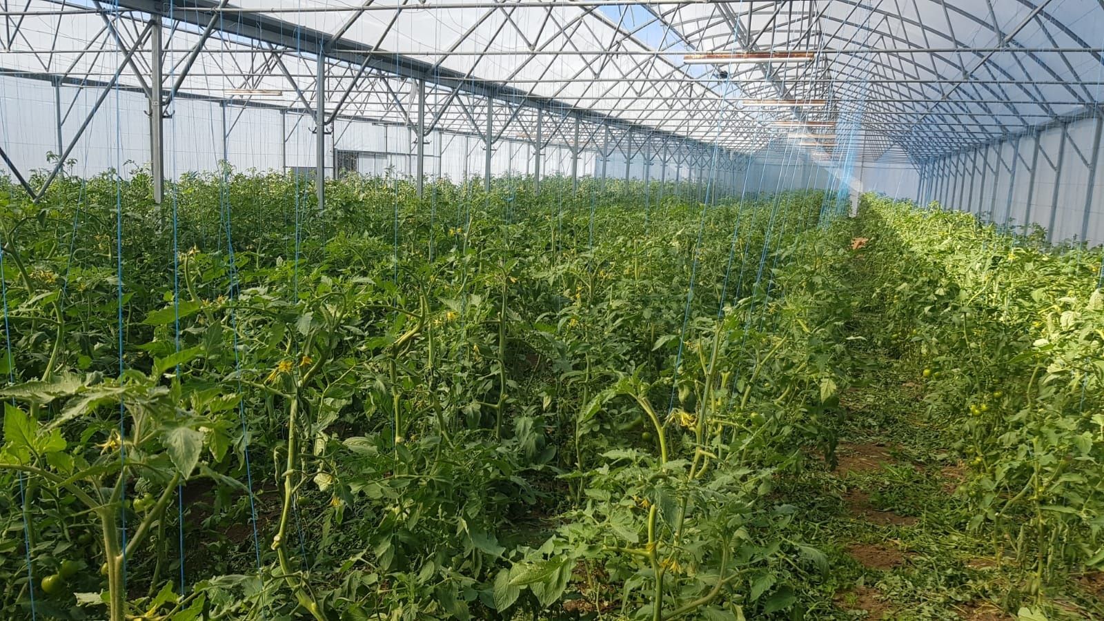 Sere Legume Florii Richel Tudora