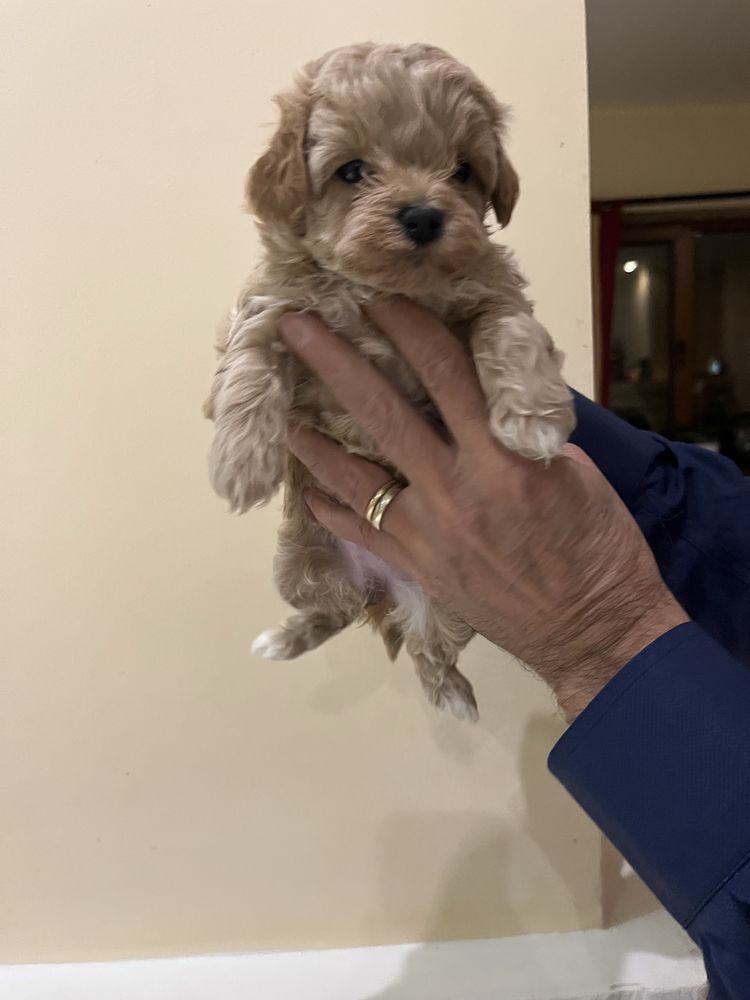 Maltipoo mini toy
