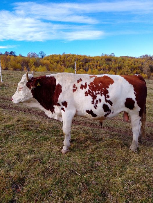 De vânzare un taur de 2 ani jumate