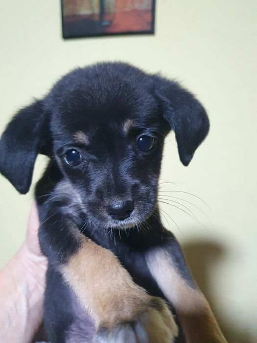 Подарявам малки сладурчета