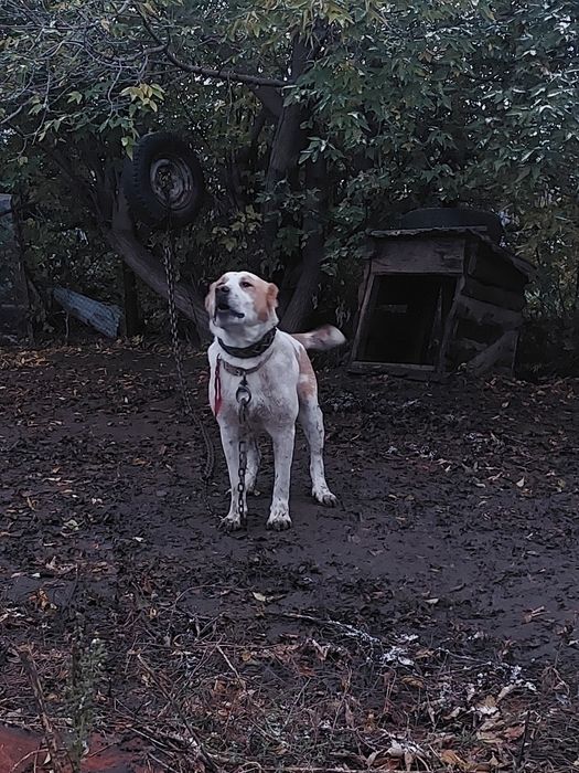 Кабель Тобет на вязку