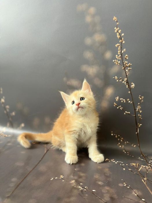 Продажа котят бронь Мейн-Куна