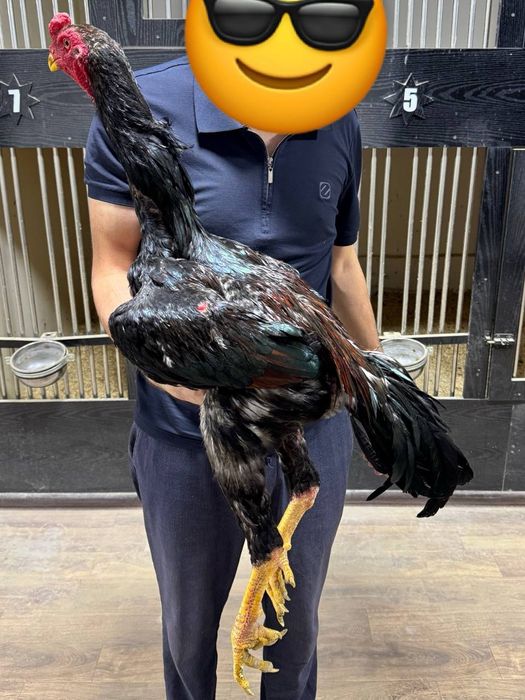 Дакан шоже сатылады