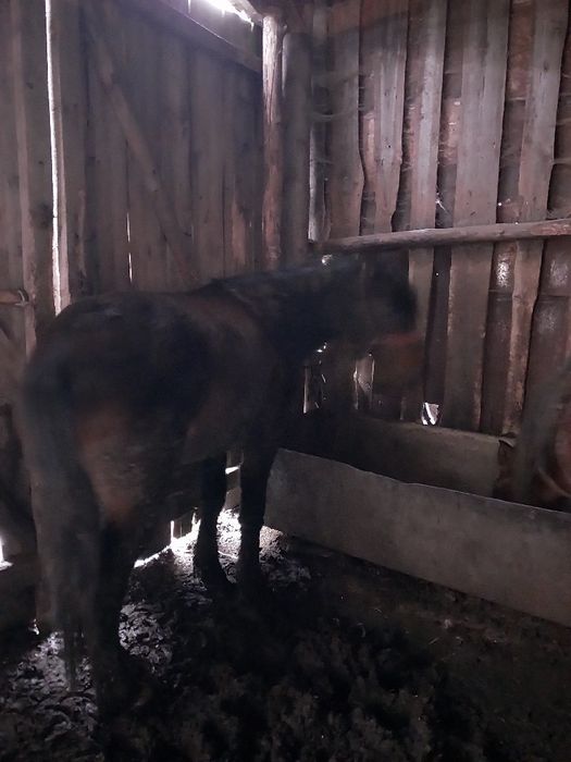 продают тай 2голов на откорме