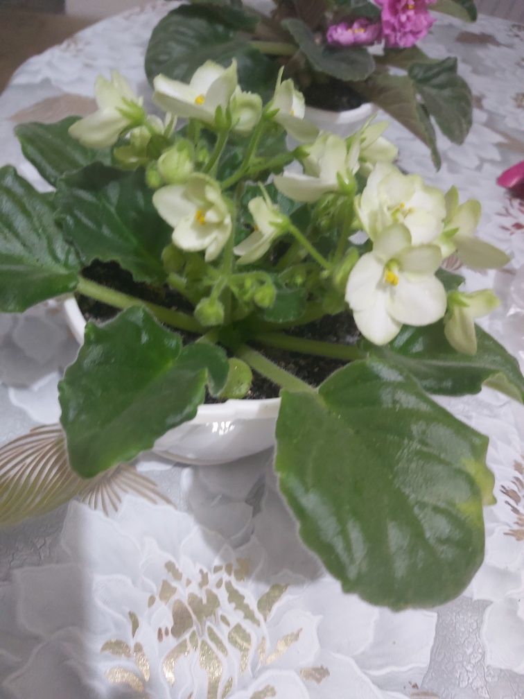 Продам коллекции фиалок