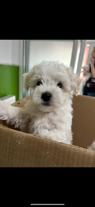 Vând Bichon Frise rasă pură