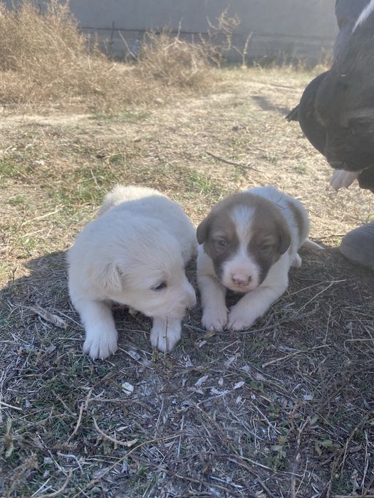 Доставка есть щенки