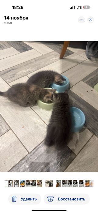 Котенок 2 месячный