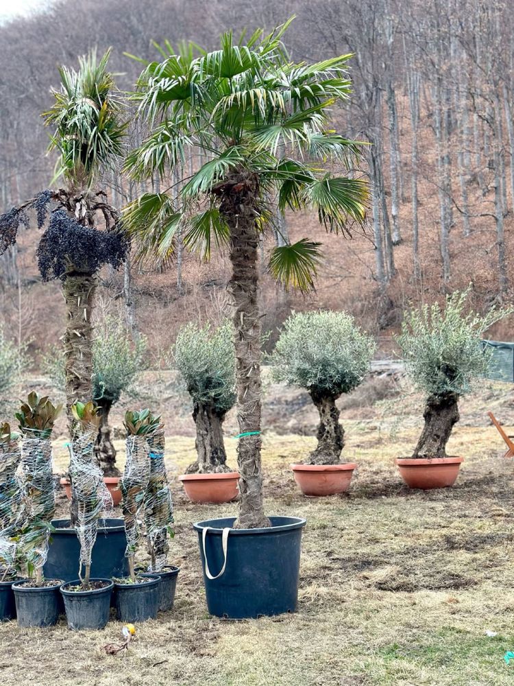 Palmier Trachycarpus Fortunei Rezistenti la ingheț