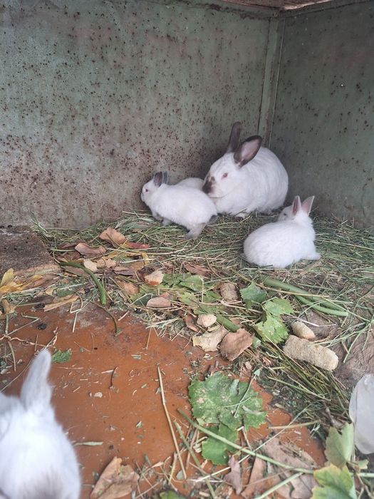 Калиф Срочна оптом сотилади оилавий