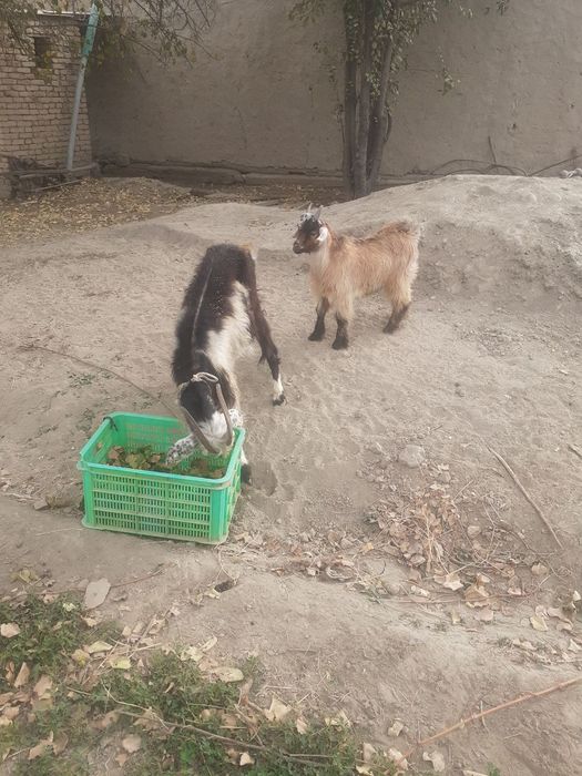 Ona bola echki sotiladi