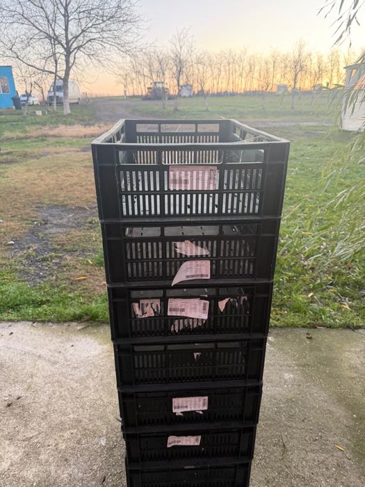 Lazi plastic de vanzare pentru transport fructe legume diverse