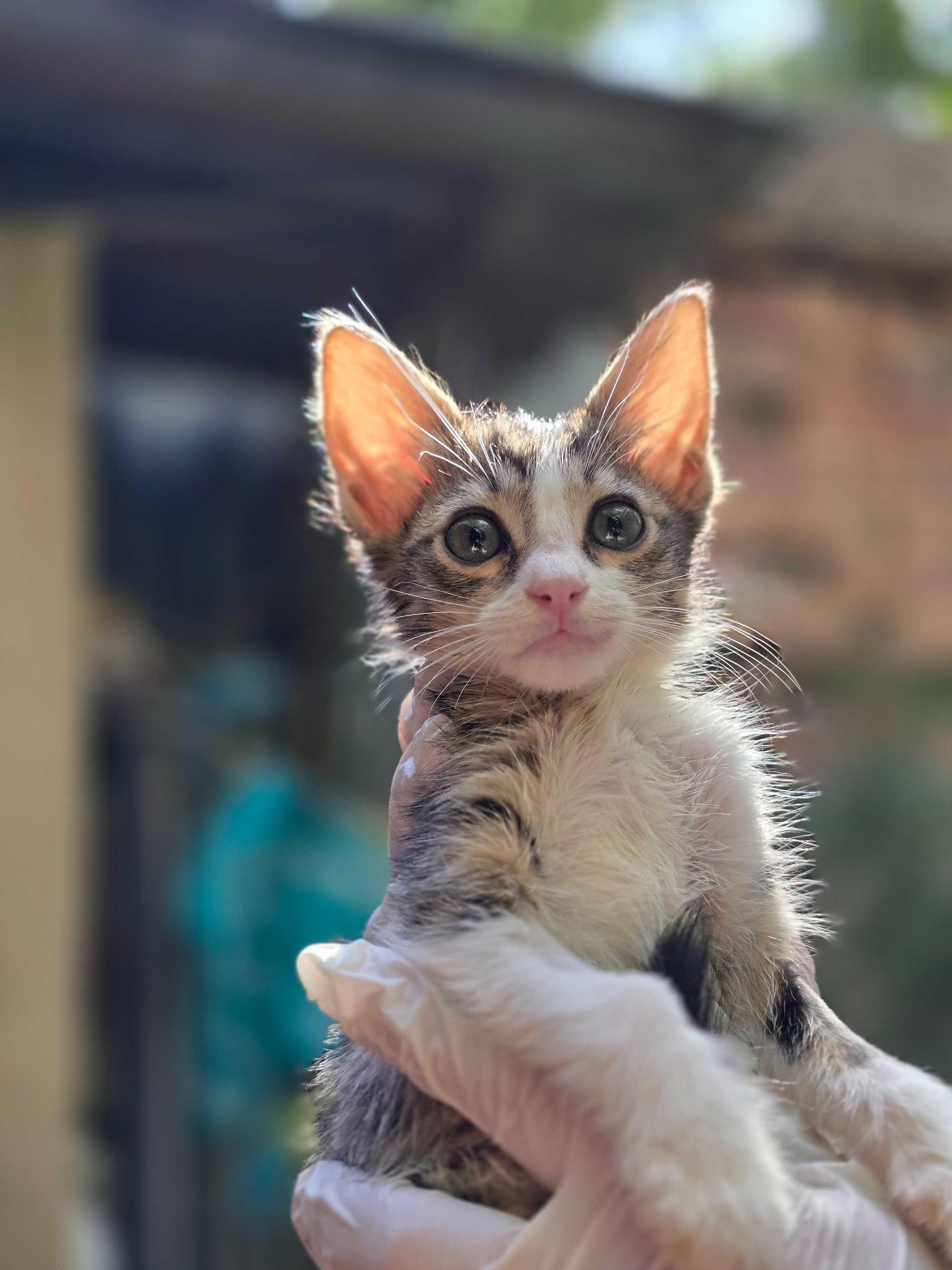 Котята, 1-2 месяца