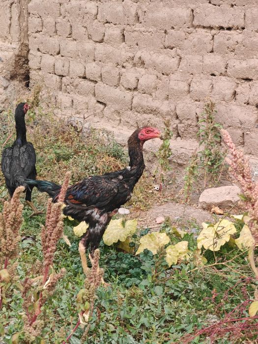 Dakan jojalar sotiladi Apireldi oxirida chiqqan soglom