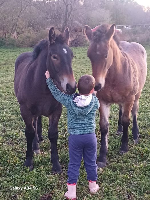 Manze de vanzare de 6 luni