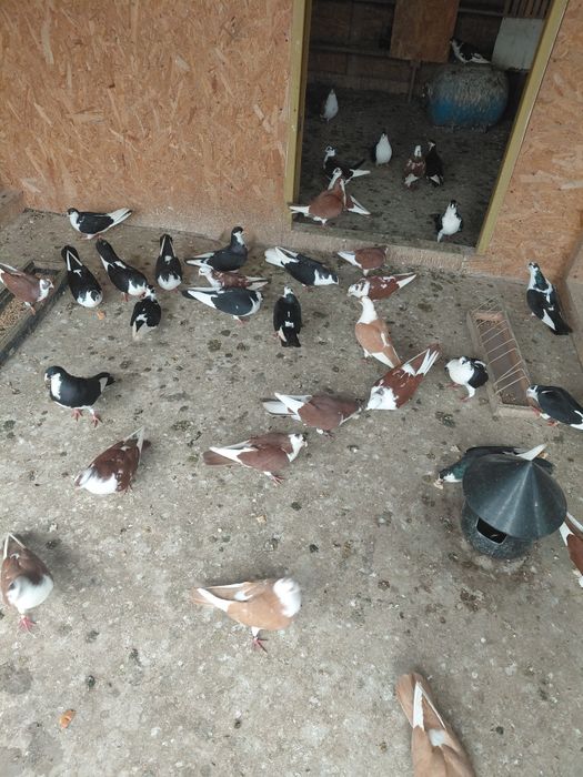 Porumbei galateni cu joc foarte bun