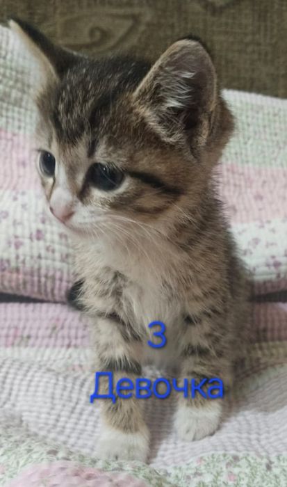 Дарю котят в добрые руки.