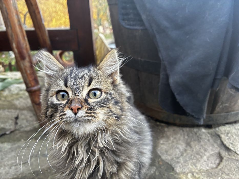 Котета които спешно си търсят дом