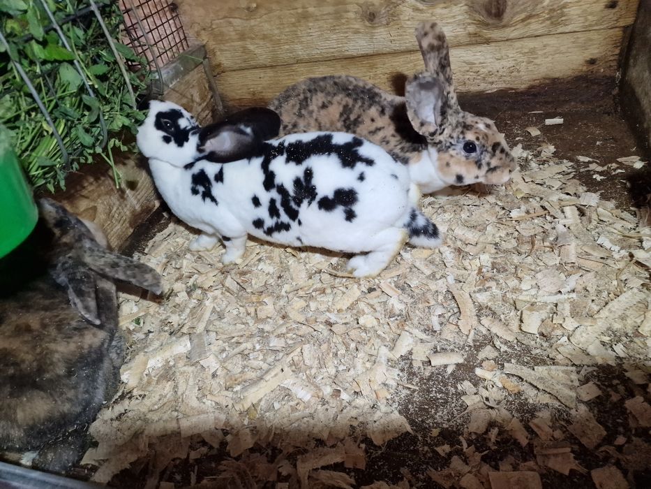 Rex dalmatian si cap de leu