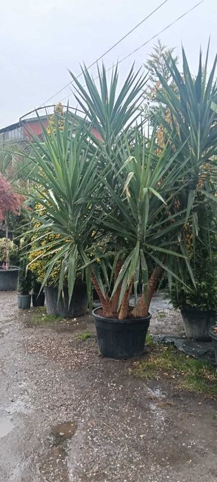 Design și amenajare profesională pentru grădina ta