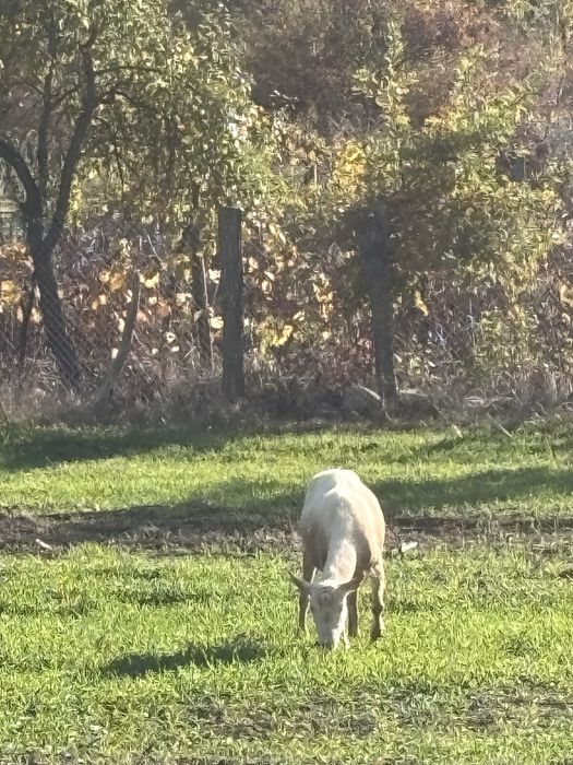 Capre sannen rasa pura