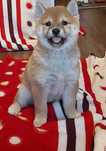 Shiba Inu de vanzare genetic deosebit/transport