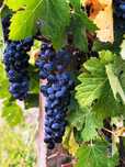 Struguri din soiul MERLOT